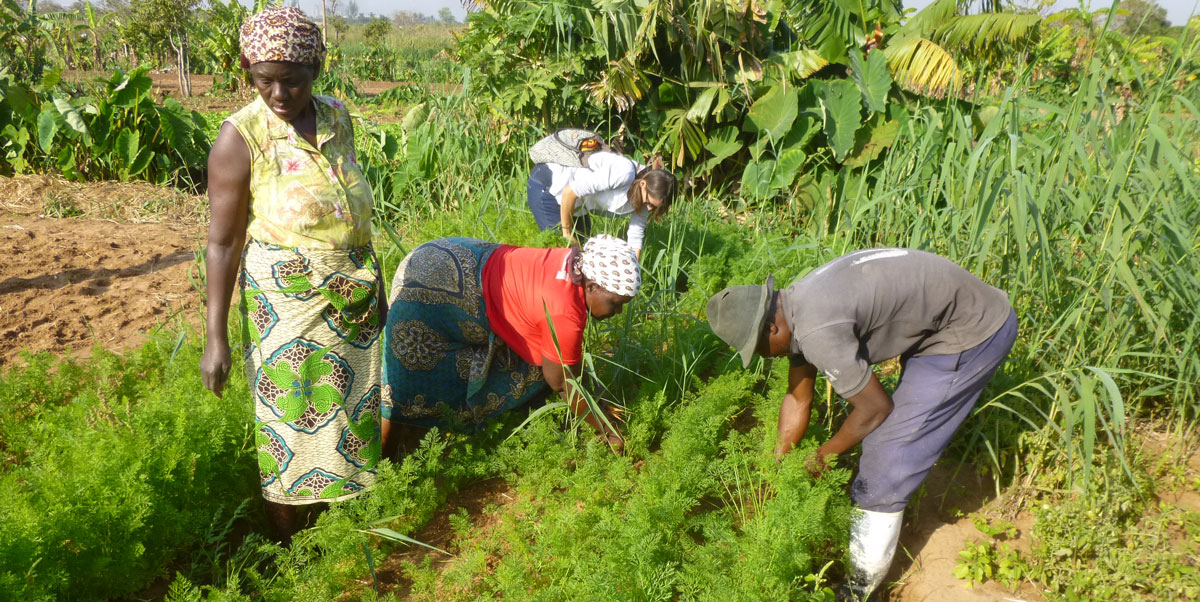 A formação agrária participativa (FAP) – Manual pratico para implementação da metodologia
