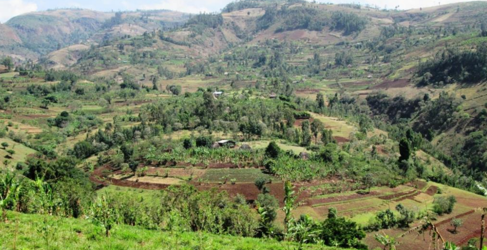 Combining soil conservation and fodder production for an adaptation to climate change, Southern region in Ethiopia
