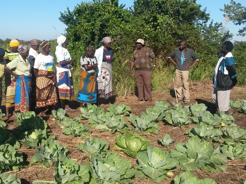 Projeto de fortalecimento da agricultura familiar e das EFR em Moçambique