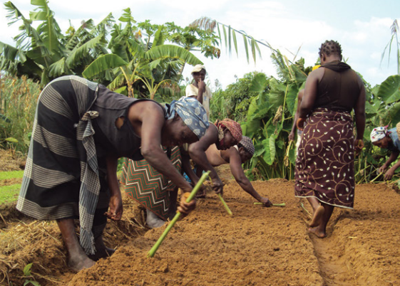 Manual de práticas agroecológicas na produção de hortícolas em Maputo