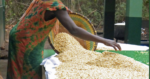 Guia de processos de transformação para pequenas unidades agroalimentares na Guiné-Bissau