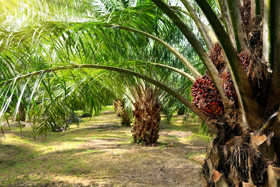 Palm oil production by smallholder farmers in North Sierra Leone