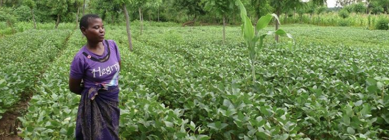 Increasing plant population of soybean and groundnut