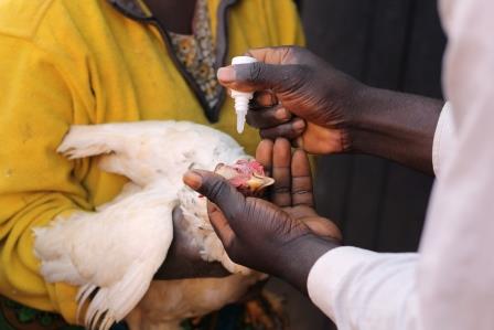 Effects of vaccination against the Newcastle disease using I-2 vaccine in Malawi