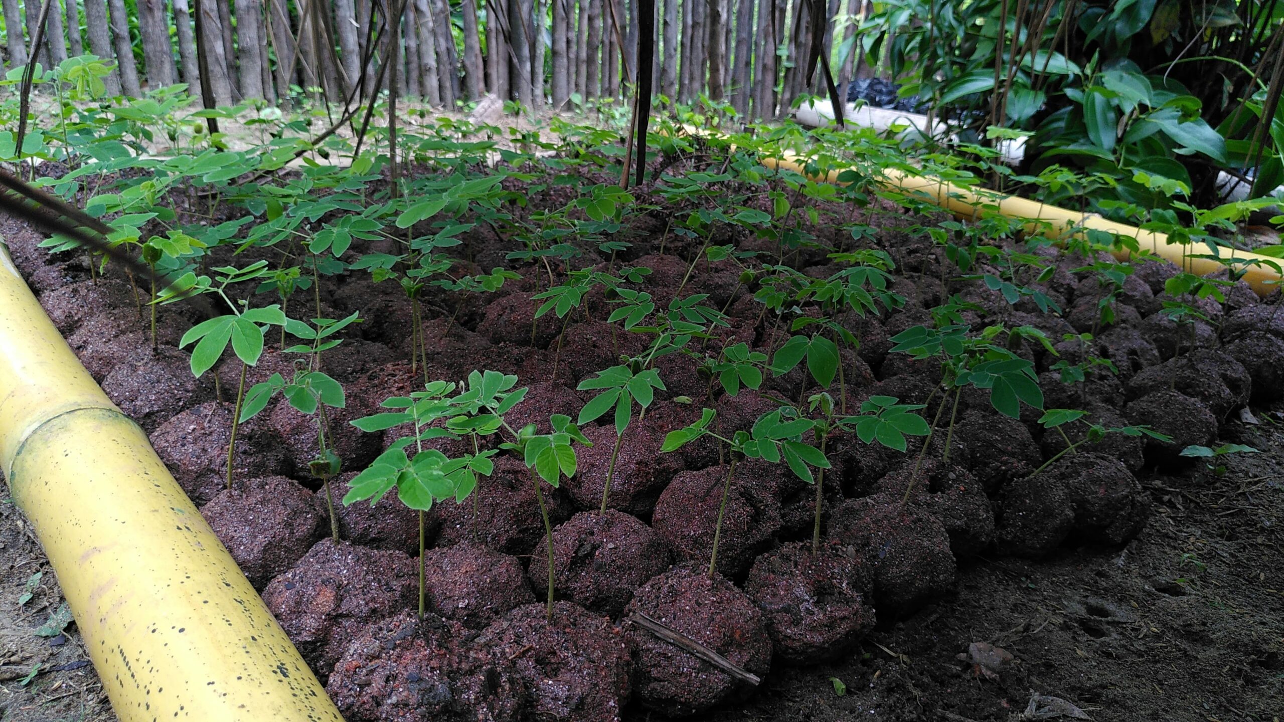 Techniques for the production and planting of tree seedlings