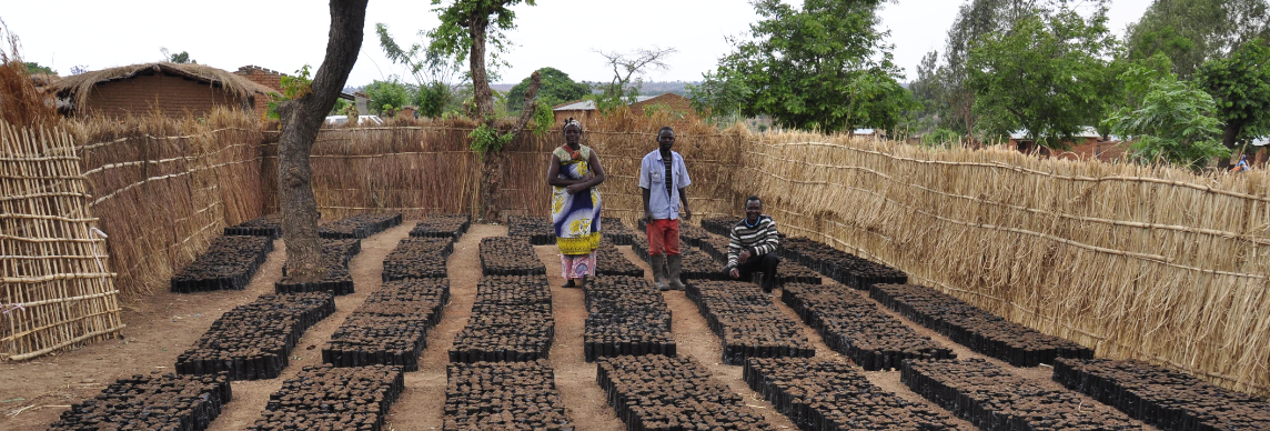 Support the development of agroforestry solutions in Malawi