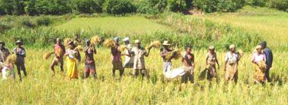Microcrédit: Mémoire et Etude: Quelles perspectives d’appui pour le développement des exploitations agricoles dans le district de Mananjary? Madagascar (IA et IMF TIAVO, 2006)
