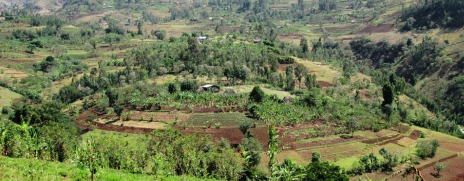 Hedges and agroforestry in the highlands of Ethiopia (Kembatta-Tembaro Zone)