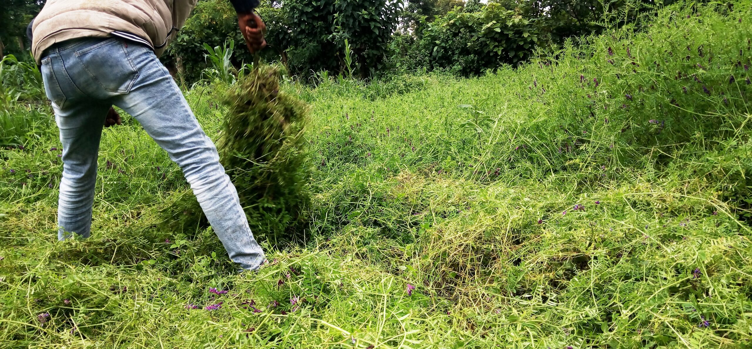 Green manure practices to improve soil fertility, mountainous regions of southern Ethiopia