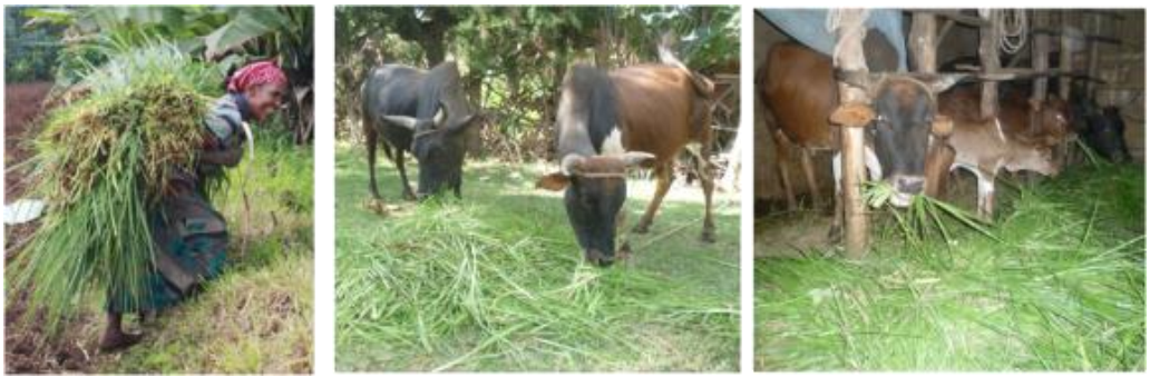 Fodder hedges, Fodder grasses and animal nutrition in Southern and Central Ethiopia